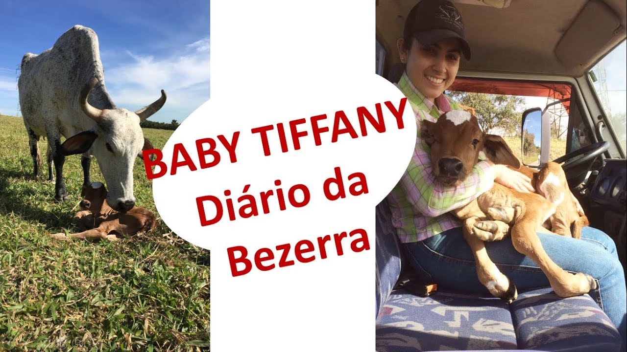 Baby Tiffany|O di&aacute;rio de uma Bezerra - Por Gabi Gobo, Canal Jeito de Cowboy