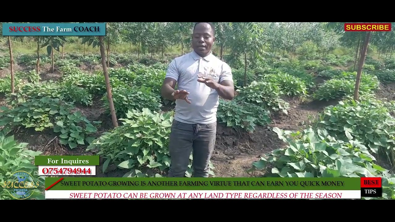 HOW SWEET POTATO IS GROWN FOR BUSINESS!! OKULIMA LUMONDE N'OFUNAMU SENTE