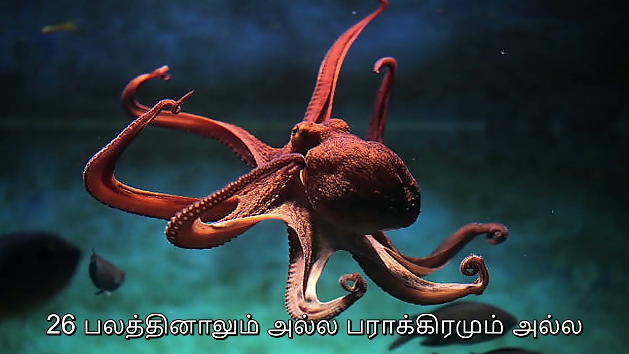 BALATHINALUM ALLA