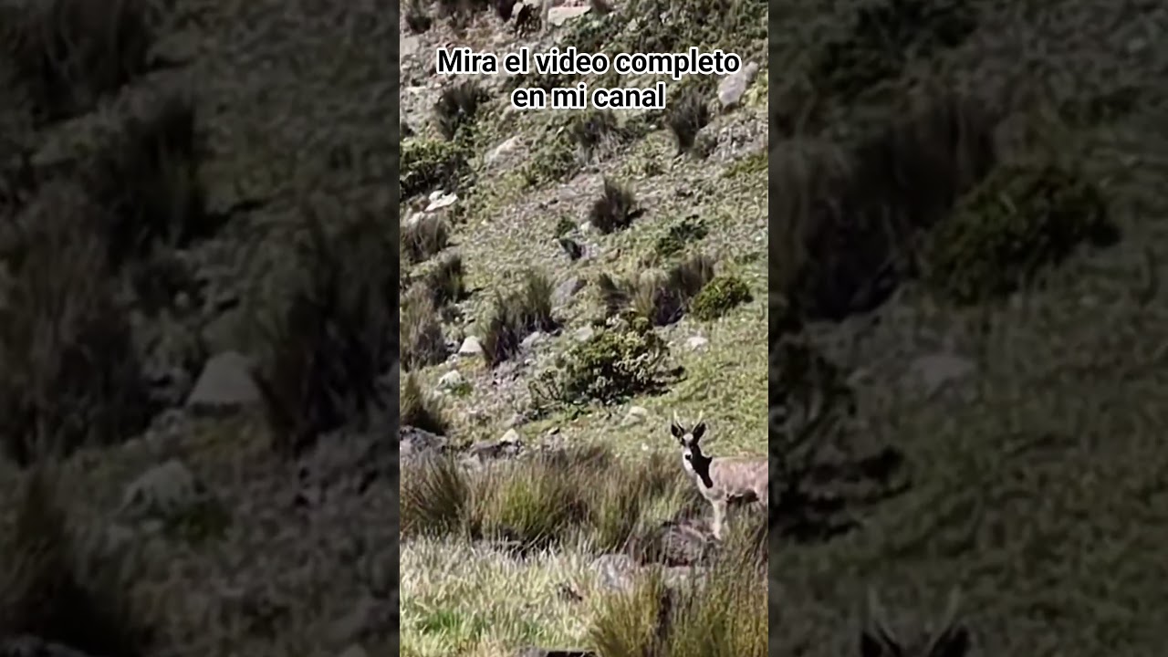 Venados o tarukas en #lagunaneveria #trekkingperu