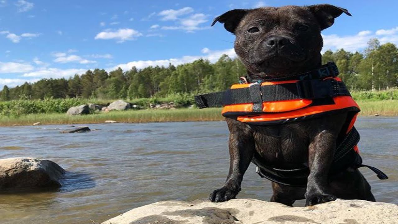 Staffy Learns how to Swim ( Staffordshire Bull Terrier )