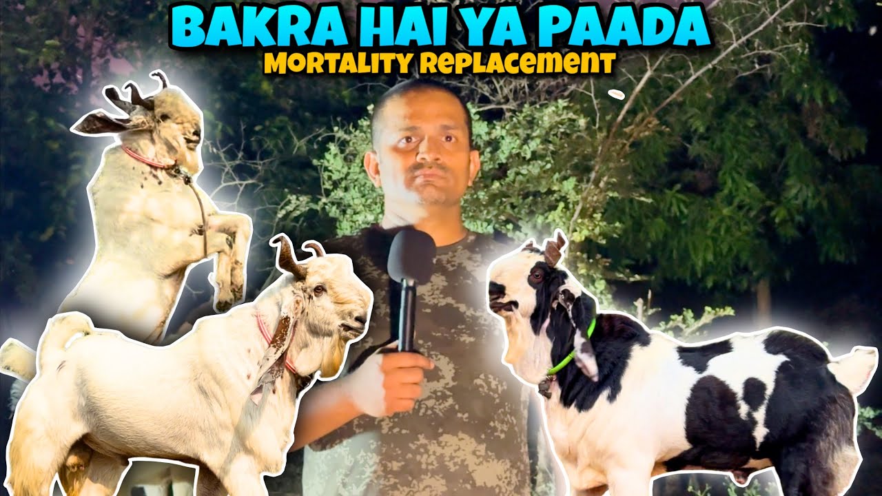 Biggest OFFER on BIGGEST KOTA Goats | Mortality pe DUSRA Bakra Milega | Exotic Goat Farm Padhga