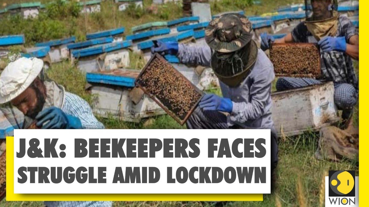 India: Beekeepers in J&K faces challenge amid COVID-19 lockdown | Coronavirus