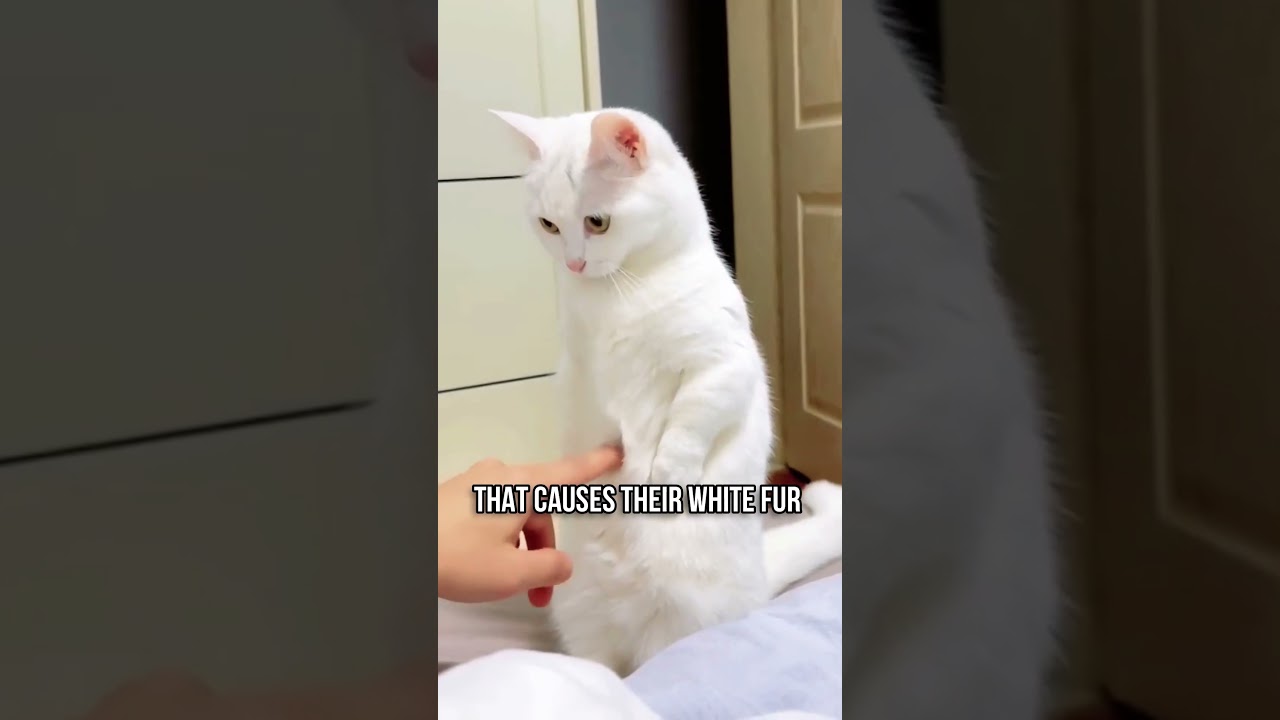 5 FACTS About WHITE CATS 🐱🤍