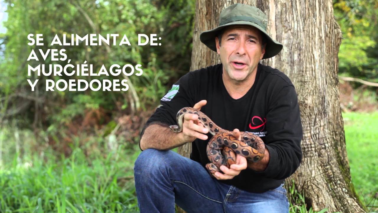 YO PROTEJO LAS SERPIENTES - BOA ARCORIS