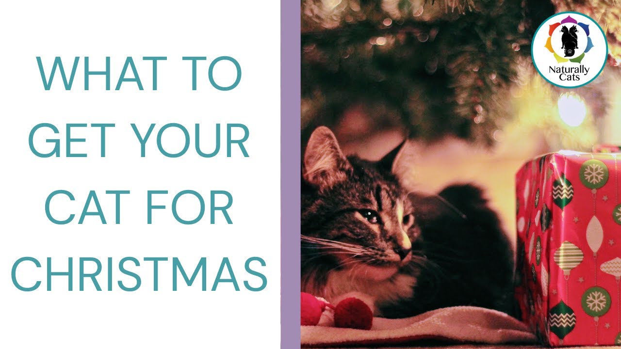 What to get your cat for Christmas: 5 Gifts that support their energy & well-being