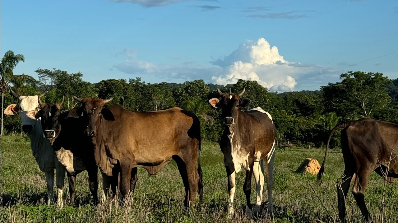 Rotina de dois jovens que mora na roça sítio e trabalha com a pecuária