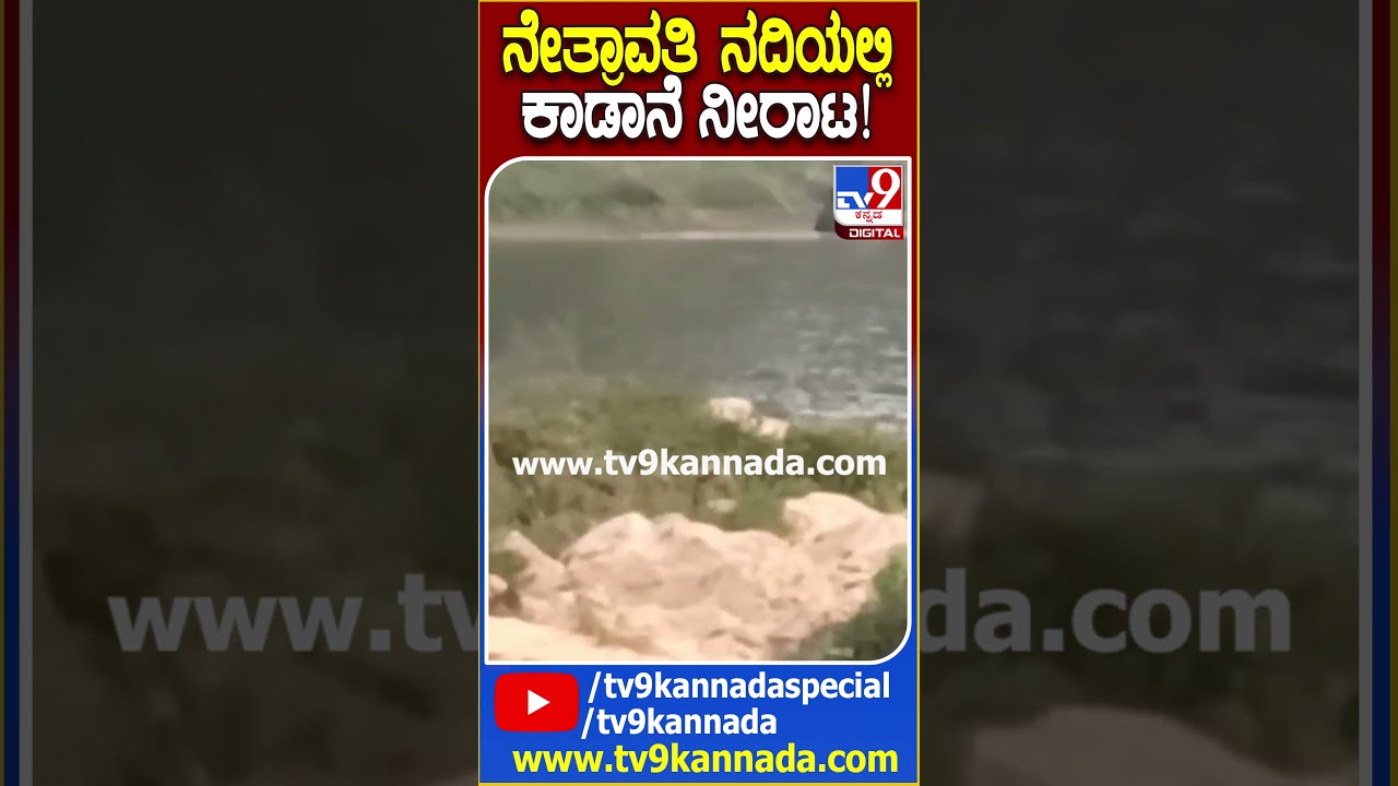 ನೇತ್ರಾವತಿ ನದಿಯಲ್ಲಿ ಒಂಟಿ ಸಲಗ ನೀರಾಟ  | #TV9D
