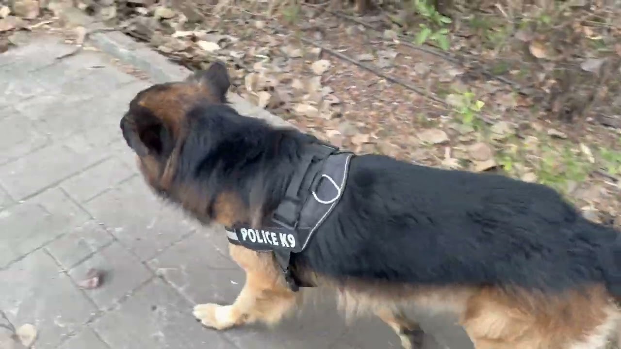 I Tried Off-Leash Walking This Way… Here’s What I Learned