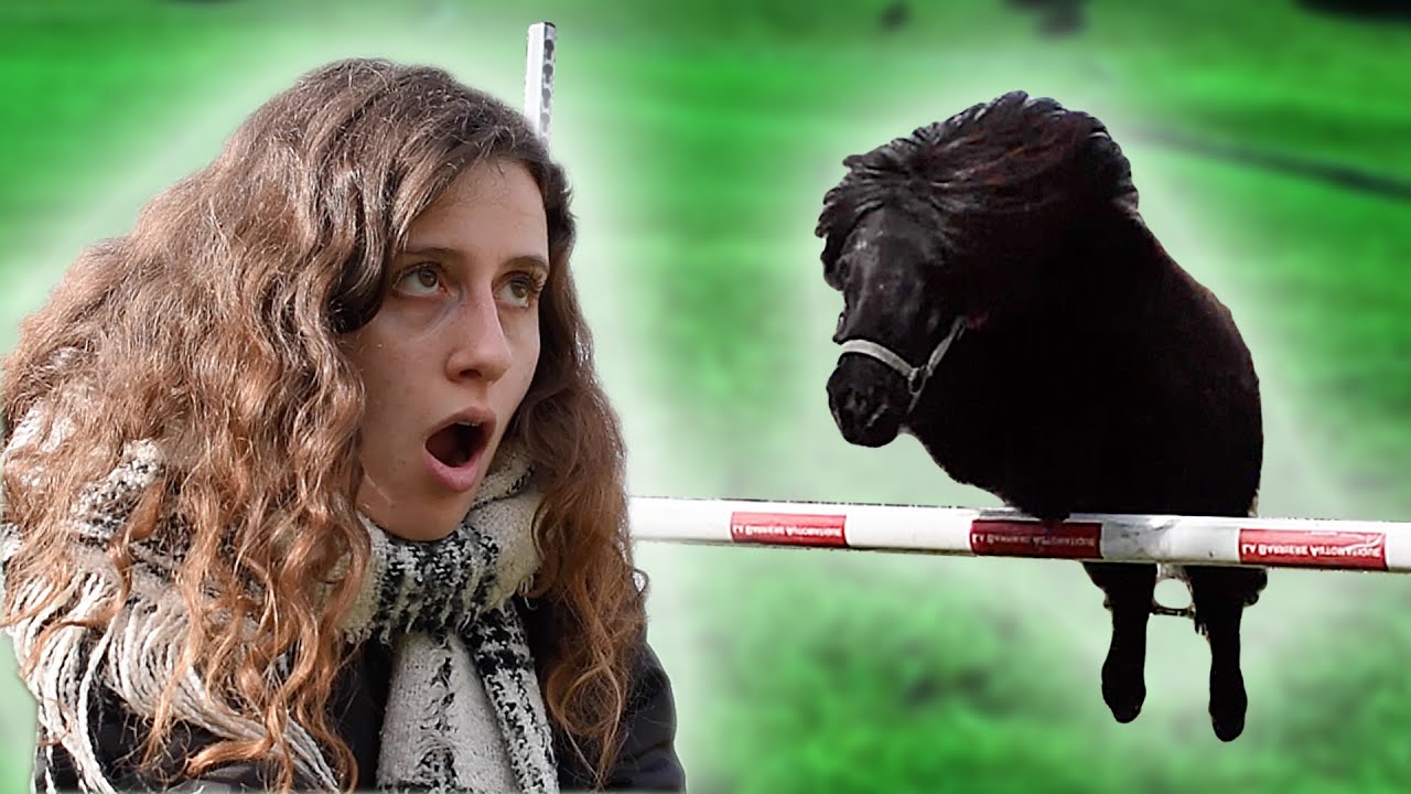 UN PONEY SHETLAND, C'EST INUTILE...