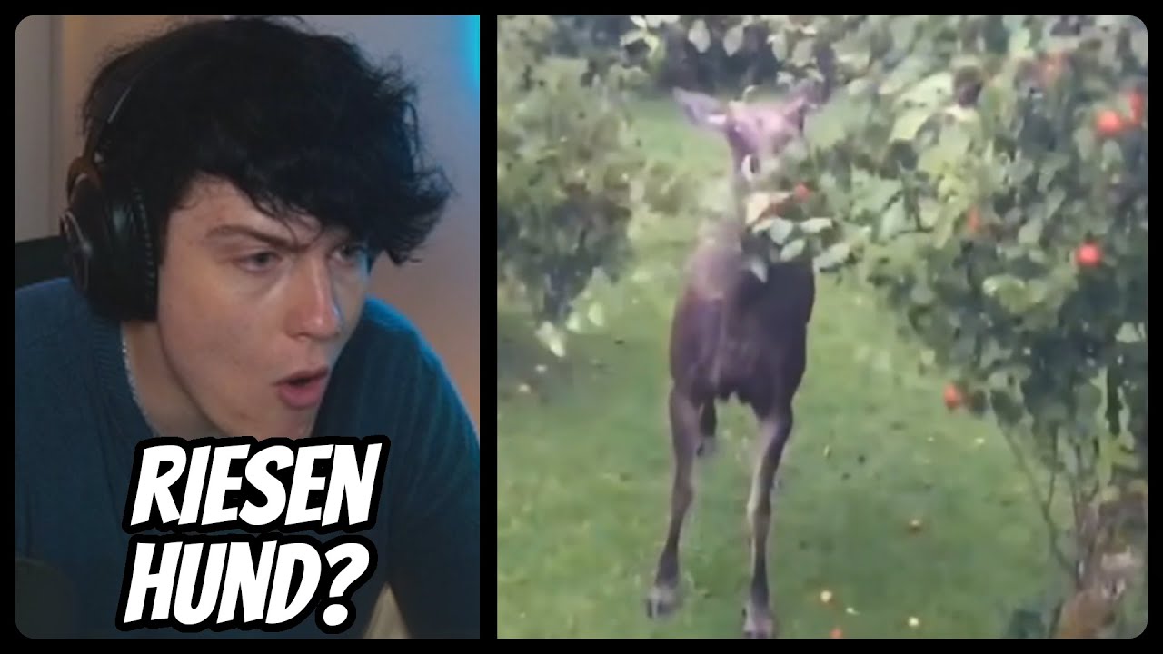 Niek REAGIERT auf UNUSUAL MEMES COMPILATION V152