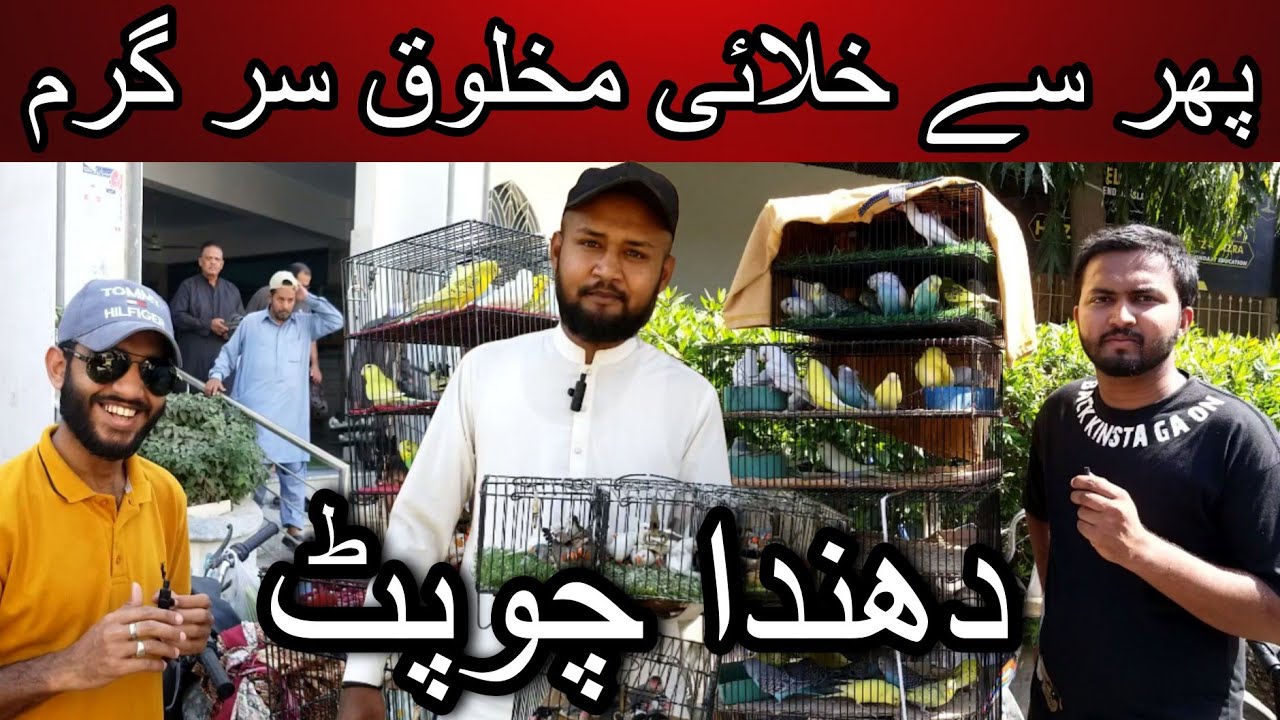 Lalukhet birds market 8 March 2026 | Cheapest price birds market in Karachi Pakistan