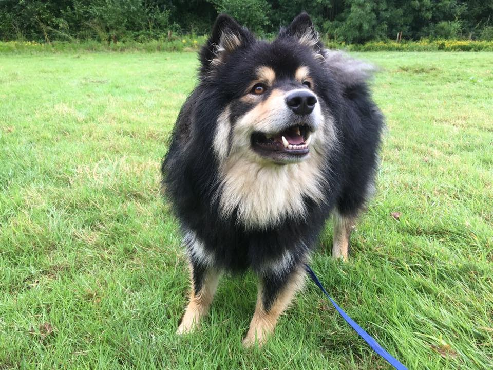 Mika - Finnish Lapphund - 4 Weeks Dog Aggression Residential Dog Training