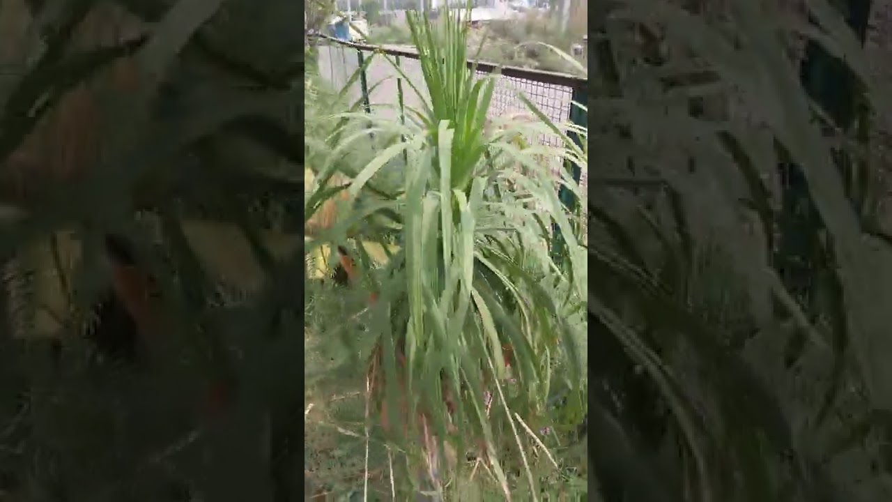 Hong Kong plants