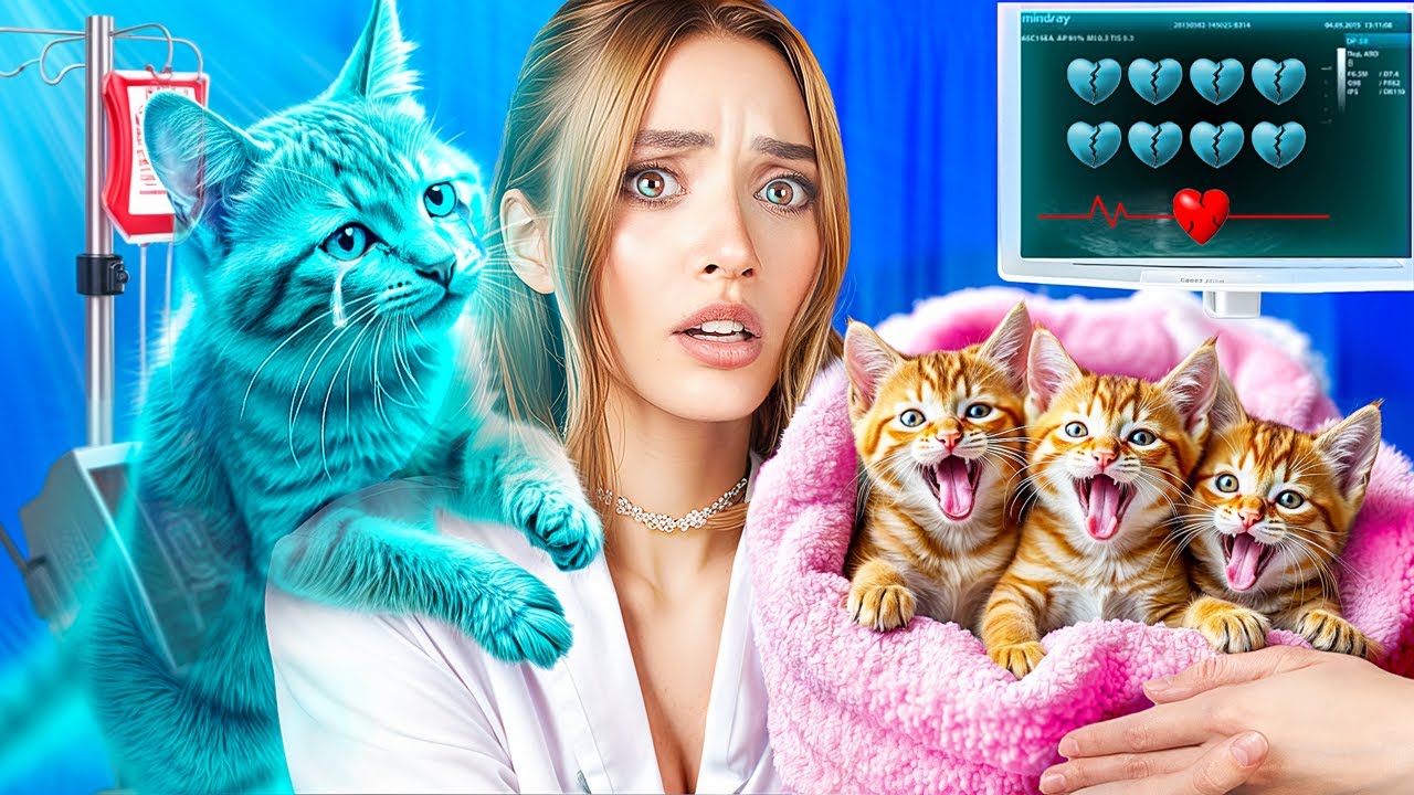 We Saved a Pregnant Cat! We Build a Secret Room for Kittens!