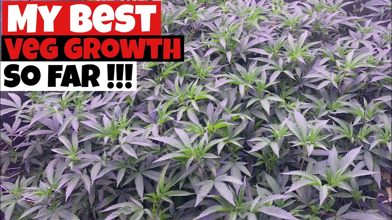 AWESOME RESULTS!!!!! NEW NANOLUX L.E.D GROW LIGHT IN 4X4 GROW TENT