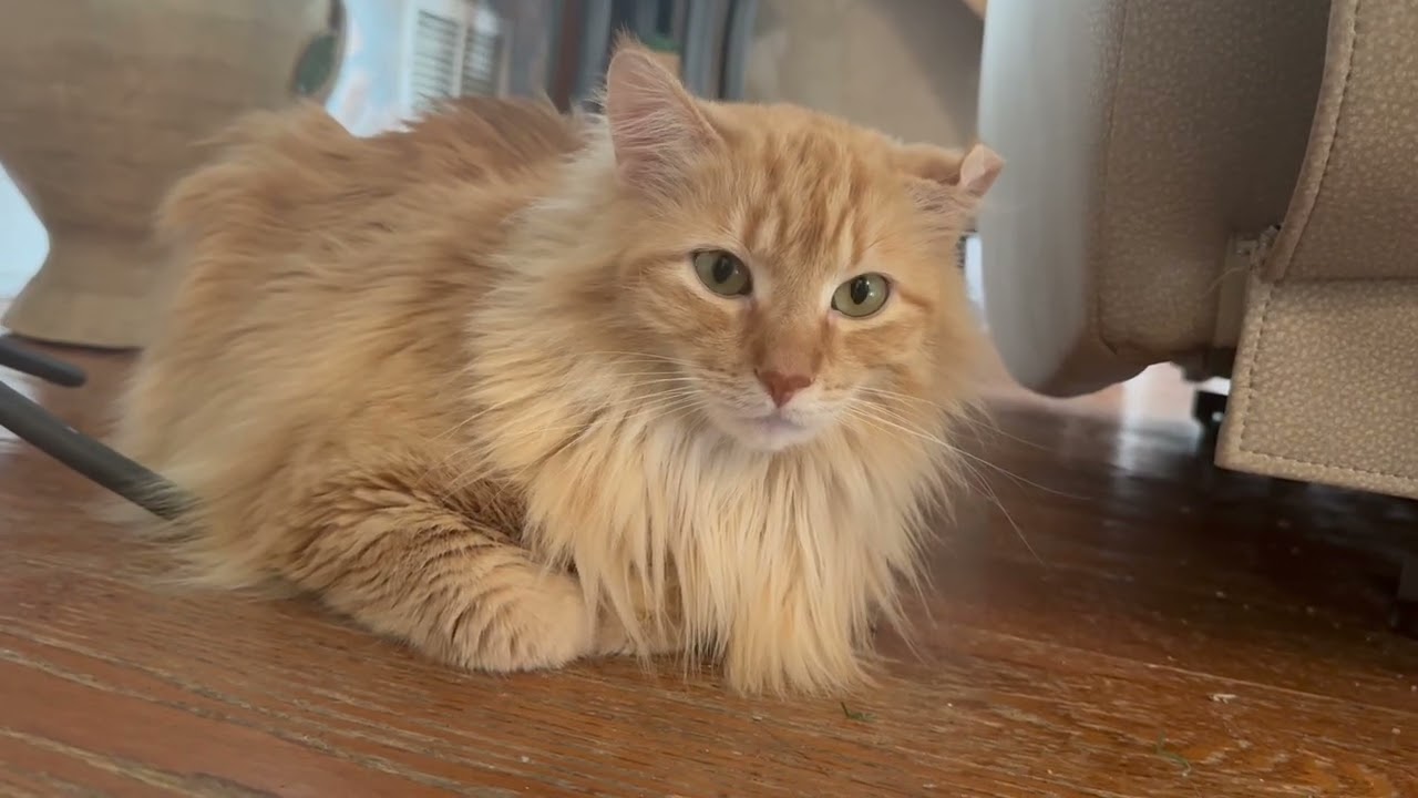 #fypシ゚viral #beautifulcatsvideos #siguemeparatiiii ❤️👍🥰🐈