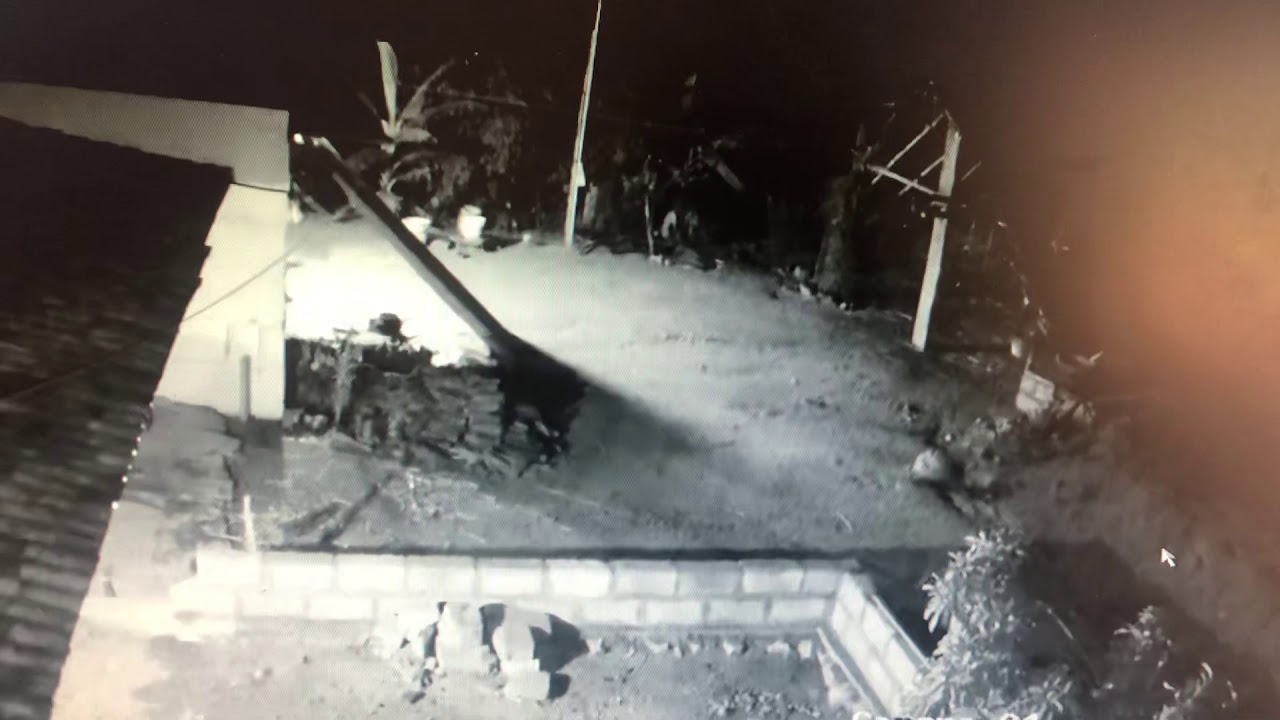 FARM HOUSE OWNERS  Leopard hunting dog