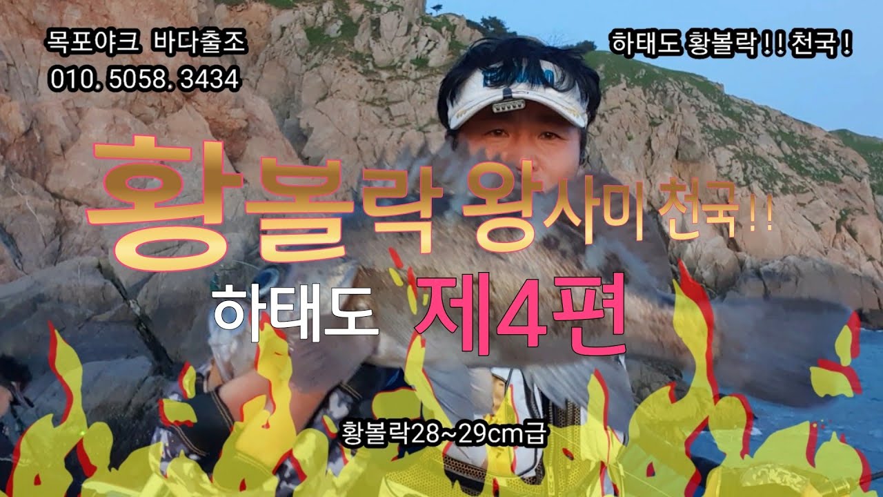 하태도.황볼락 왕사미1타1피.왕사미 천국 !  !