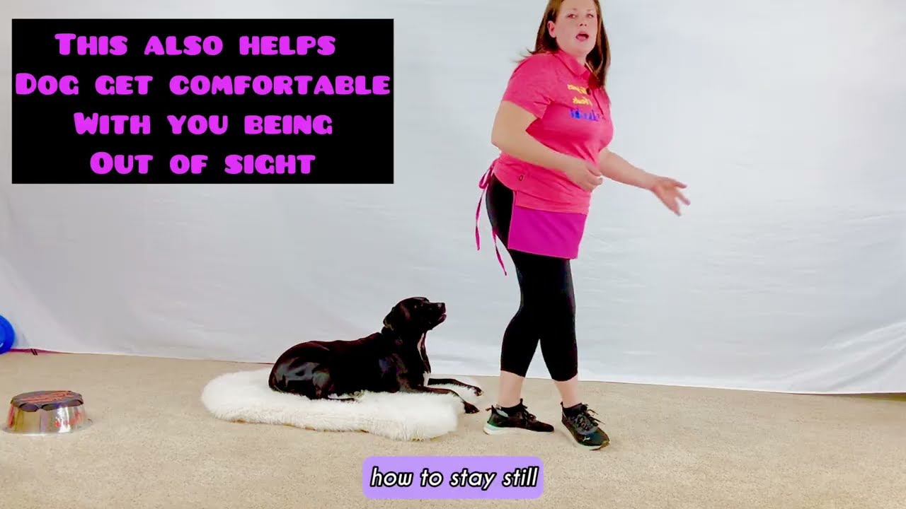 Struggling with Door Manners or Begging? Teach the Place Command