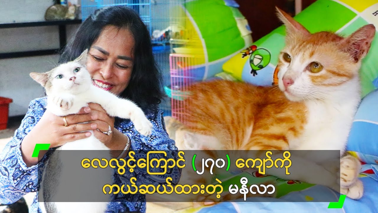 လေလွင့်ကြောင် (၂၇၀) ကျော်ကို ကယ်ဆယ်ထားတဲ့ မနီလာ