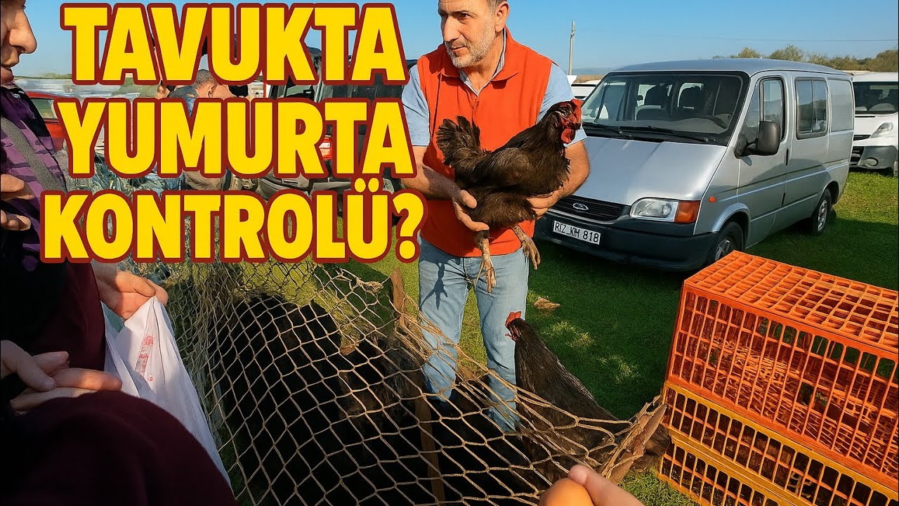 Tavuk Pazarı Sakarya - Ataks ve kuluçkalık yumurta aldık.