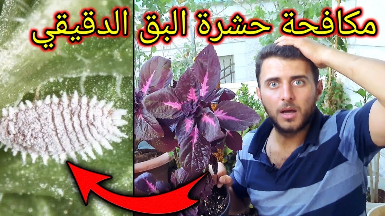 حشرة خطيرة يغفل عنها الكثيرين قد تفتك بكمية كبيرة من نباتاتك - علاج البق الدقيقي !