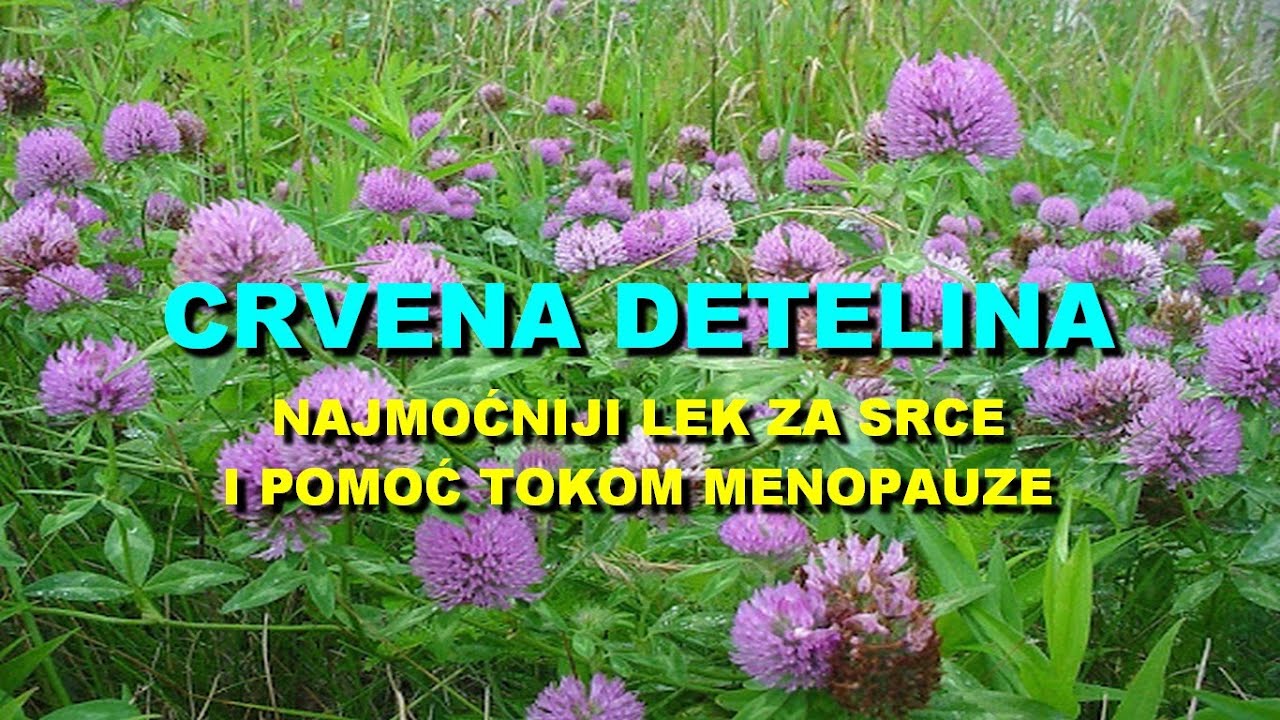 CRVENA DETELINA - NAJMOĆNIJI LEK Za SRCE i POMOĆ TOKOM MENOPAUZE