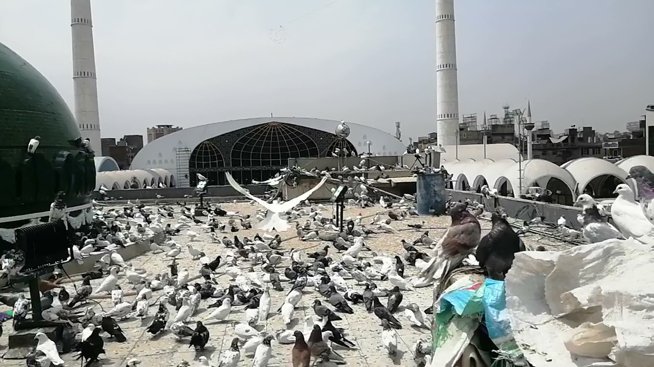 Pigeon(kabootar) Drabar Hazrat Data Ganjh Bakhash(R. A) roof top