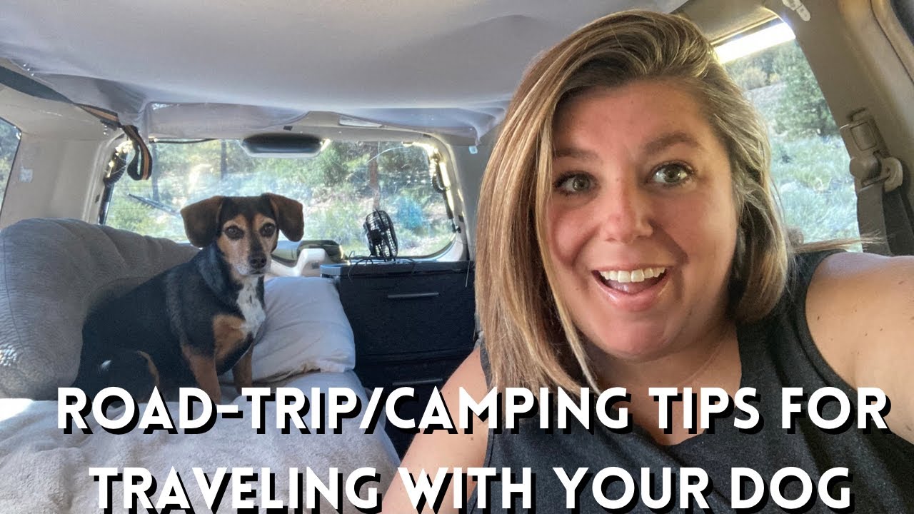 DOG TRAVEL TIPS: grocery stores, national parks, and more