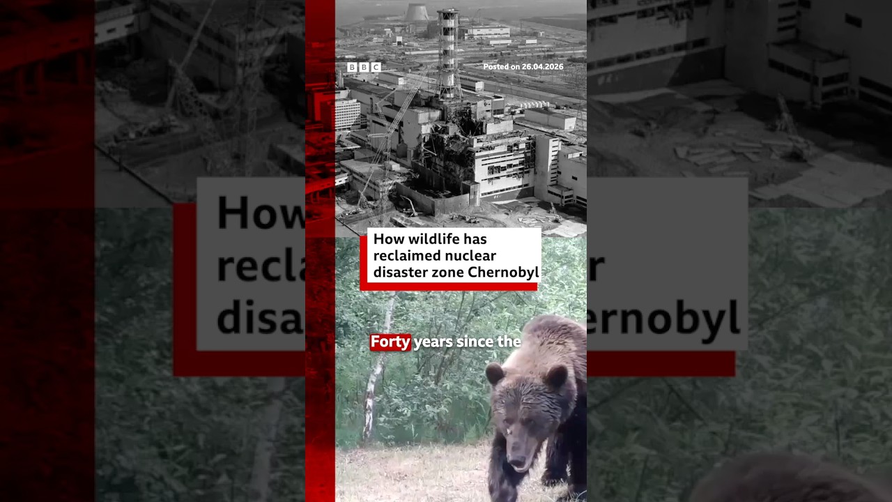 Jak dzikie zwierzęta radzą sobie w Czarnobylu? #Czarnobyl #Ukraina #BBCNews
