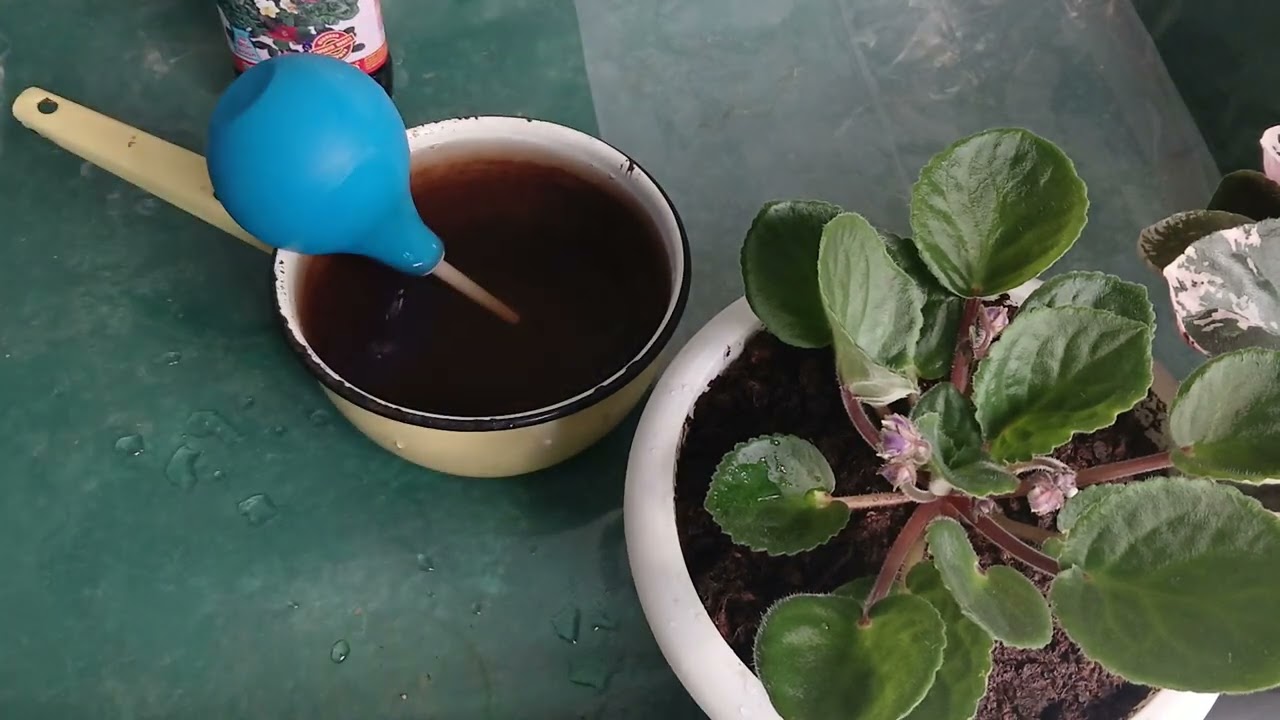 ЕКСПЕРІМЕНТАЛЬНІ ФІАЛОЧКИ У Великих Вазонах🌸🌸🌸😘#вирощуваннясортовихфіалок# #кімнатніквіти#