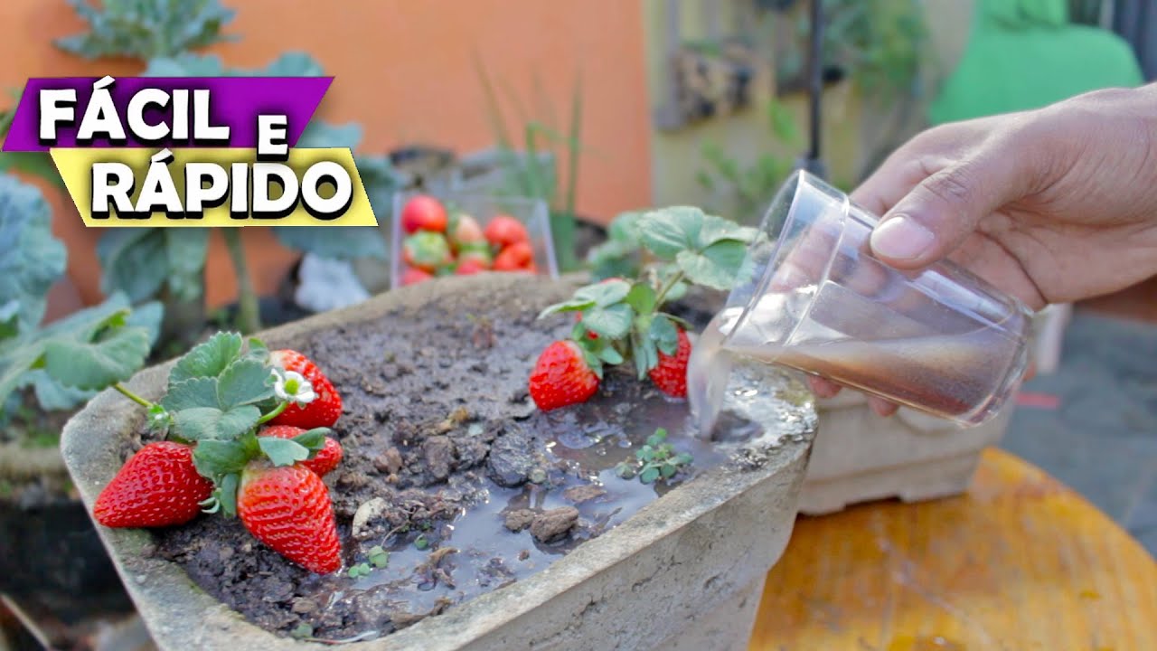 Muito Morango Rápido!!! ( ADUBO PARA FRUTIFICAR MORANGUEIRO )