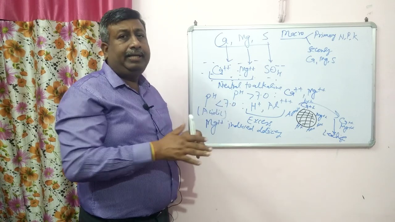 Effect of Soil pH on Availability of Secondary Nutrients  Ca, Mg and S