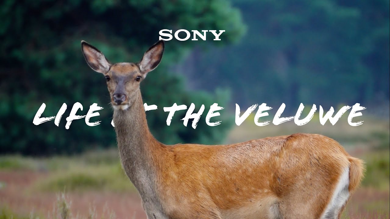 Life at the Veluwe | 4K