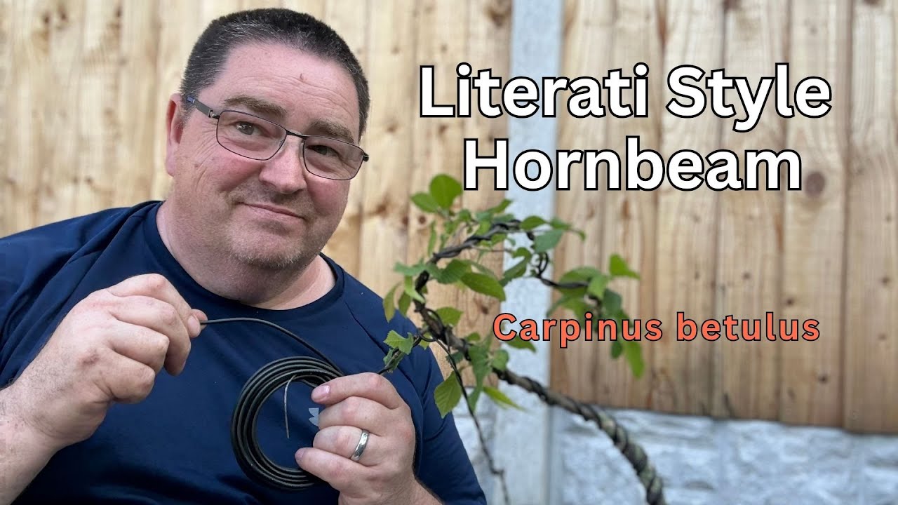 Hornbeam Gets Wired Literati Style | Bonsai Shaping and Wiring