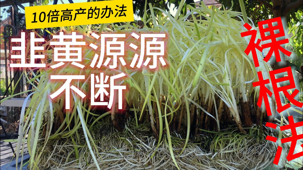 （裸根）韭黄种植；点击这里 ！老钟叔系列3