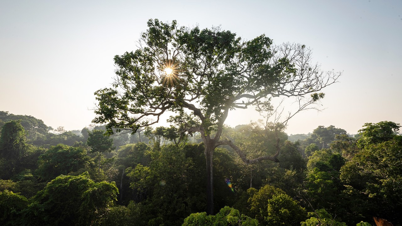 The Monster Spider Beneath Amazon&rsquo;s Giant Tree (Animal Documentary)