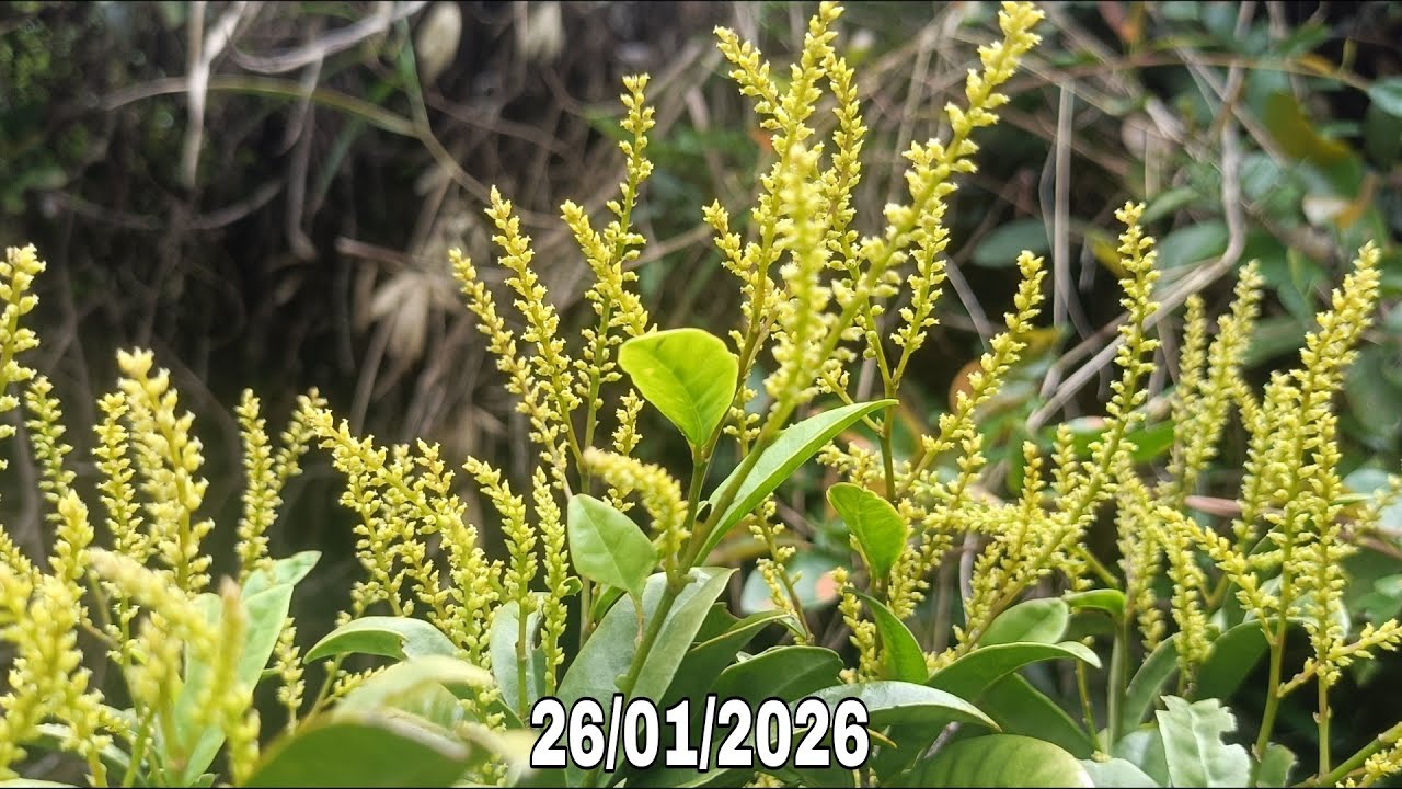 🌳BSKR - Hôm nay có đơn rừng, hồng sơn liễu, chòi mòi lá dài siêu quả (26/01/2026)☎️0965.773.818