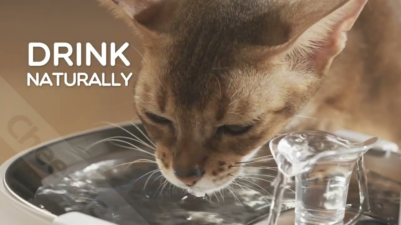 Fuente de agua potable Cheerble E1