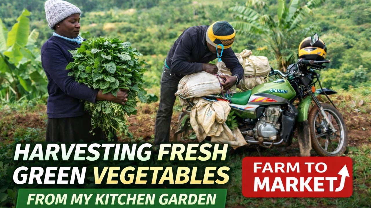 🌿Harvesting Fresh Green Vegetables from My Kitchen Garden | Farm to Market Village Life