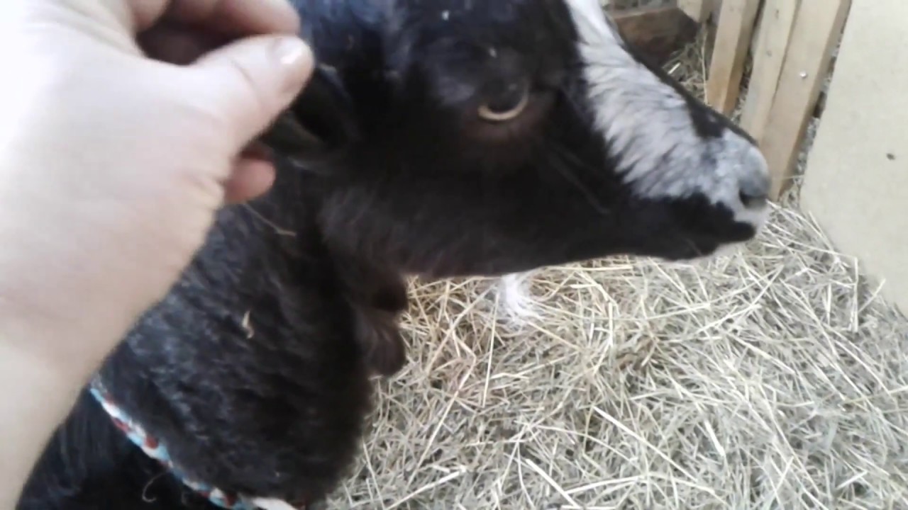 Ласуня и другие козы ламанча.Goat lamancha.