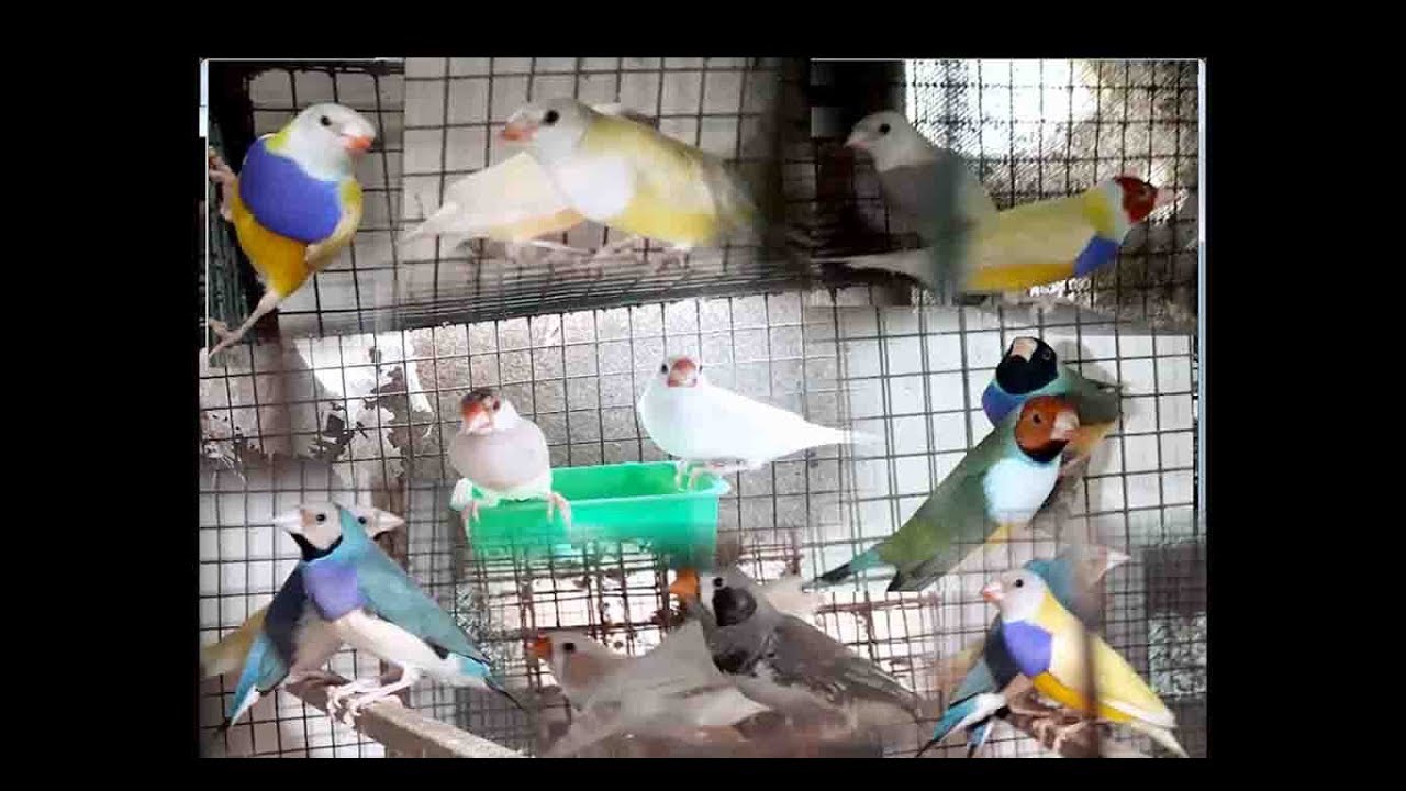 JAVA & FINCH BIRDS INFORMATION WITH MANAS DA (PART-3)
