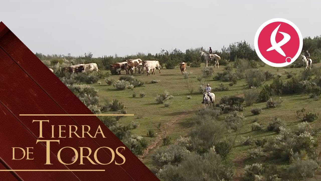 Los bueyes de Perico | Tierra de Toros