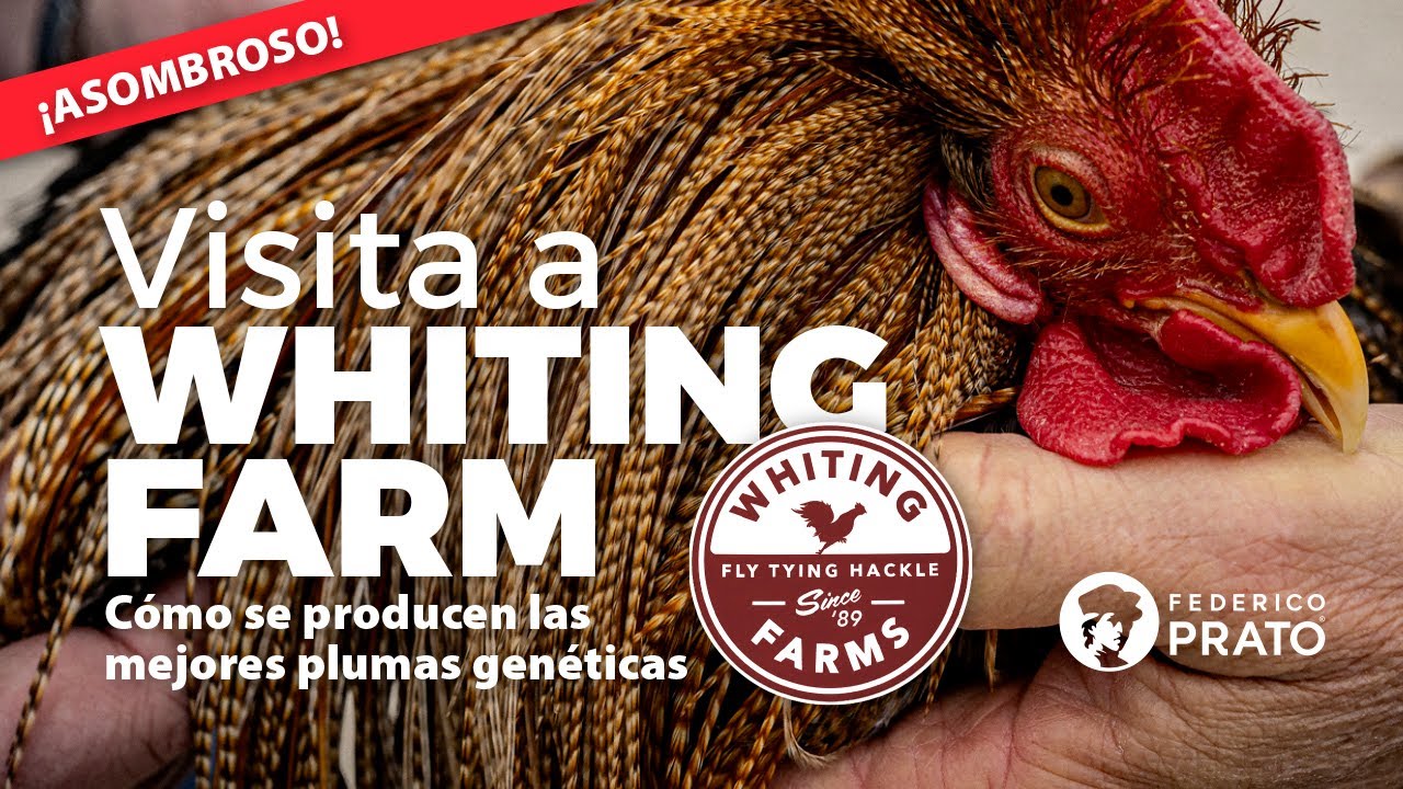 Посетите ферму Whiting Farm, где выращивают лучшие генетические перья. #рыбалканахлыстом #вязание...