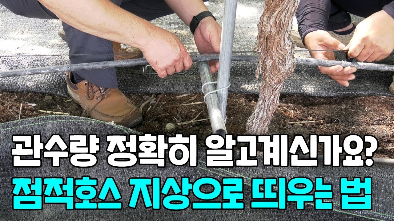 포도하우스 관수량 정확히 알고 계신가요? 점적호스 지상으로 띄우는 방법