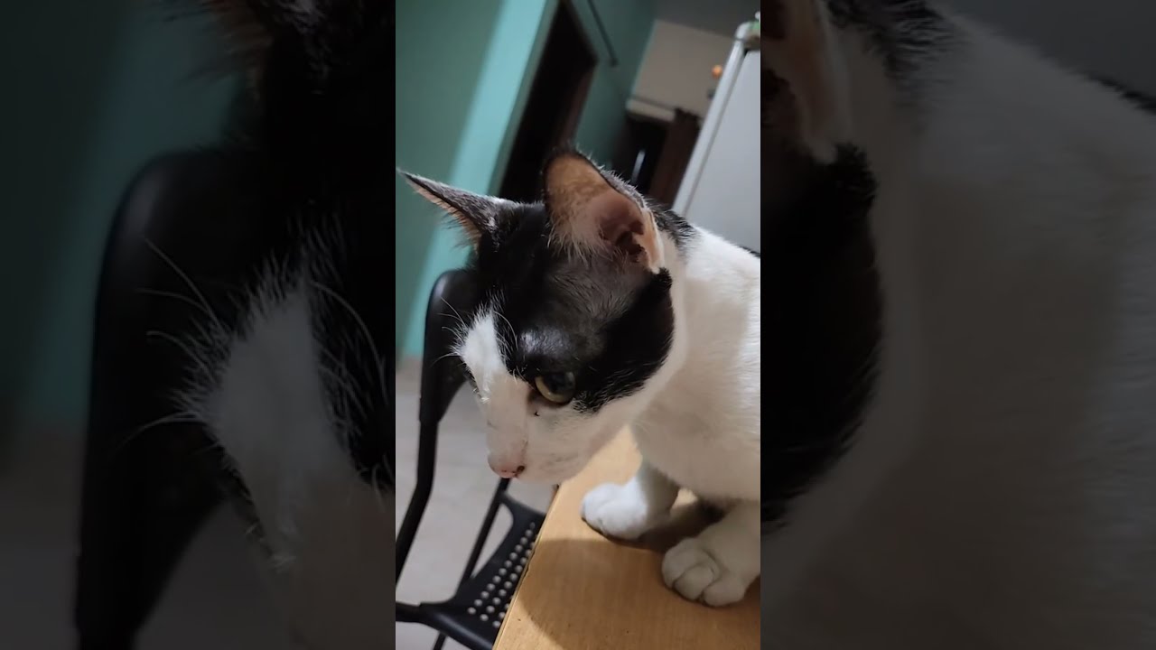 With my lovely cats|| Urban cats life|| Vlog 2026 #viral #video #petlover