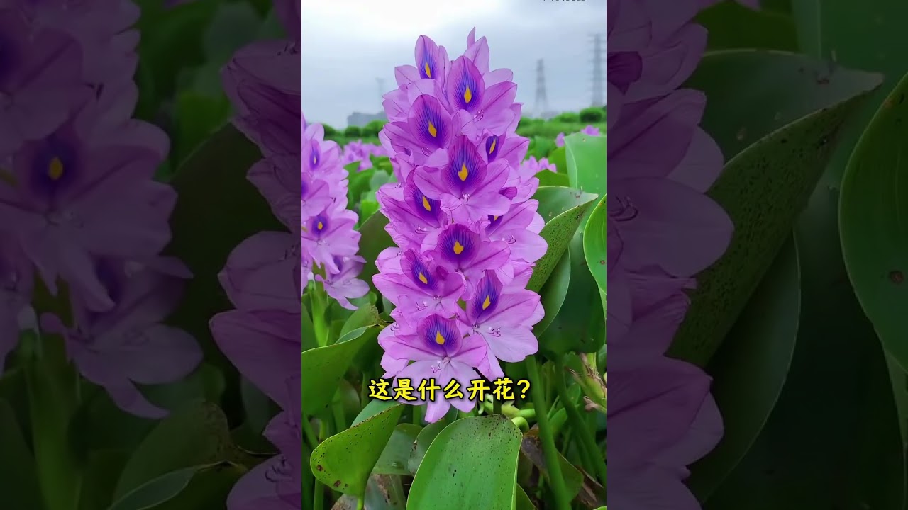 花开#多种#千般娇艳#多姿多彩
