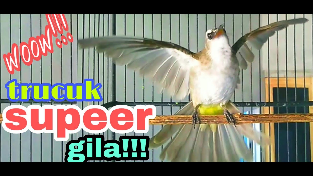 TRUCUK GILAA!!!, NGEKEK NGEROL NGGARUDA