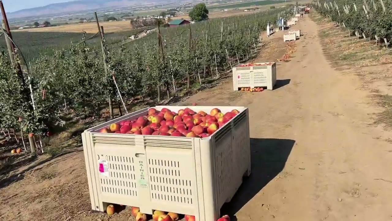 Cosecha de honey crisp 2025 primer pase 